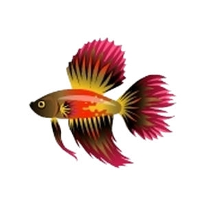 Red Dorsal Betta